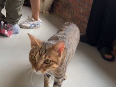 -豆逗聊愈猫阁Easy Life