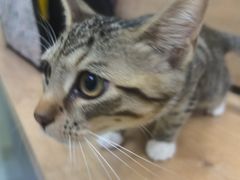 -瑞鹏宠物医院·宠保定点·心脏科·内科(御桥分院)