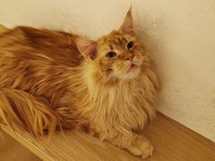 -猫腻·猫咖·撸猫馆(星光大道店)