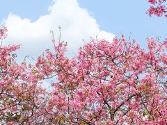 -天适樱花悠乐园