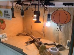 -喵园·猫主题咖啡厅·撸猫·猫咖(国贸店)