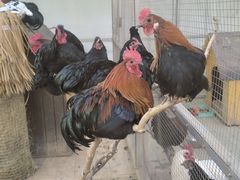 -北京市海淀外国语实验学校