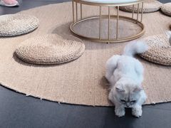 -Heymao猫咖.咖啡厅(东门店)
