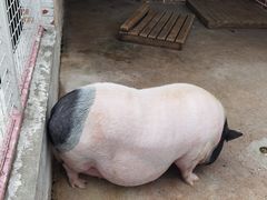 -J Create城市露营咖啡·简餐·宠物(上海动物园店)