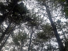 -帽儿山国家森林公园