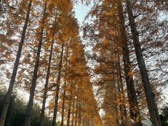 -黄海国家森林公园