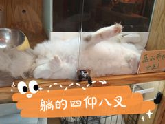 -Promise 国风宠物空间(上邦百汇城店)