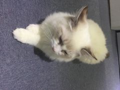 iphone_upload_pic-喵的天空名猫咖啡馆·撸猫·猫舍·用品