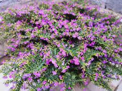 -中兴通讯股份有限公司南京研发中心-停车场