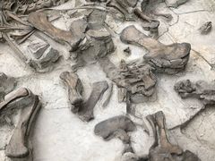 -自贡恐龙博物馆