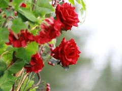 -白沙门生态公园