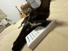 -四月宠物医院·猫专科·心脏专科·内科(转塘店)
