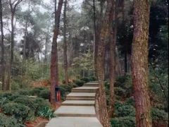 -铁山坪森林公园