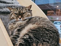 -伟伟宠物医院·瑞派猫友好医院·猫科(光谷店)