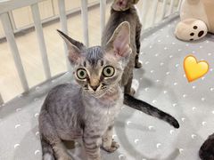 -十年猫舍·猫咪专门店(普陀店)
