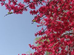 -渭南桃花源民俗文化园