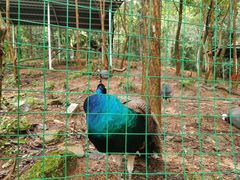 -广州白江湖森林公园