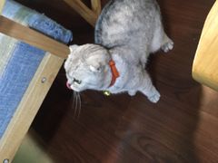 -李小姐の猫咖啡馆(五角场店)