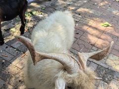 -长白岛森林公园