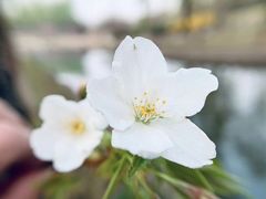 -石家庄市植物园