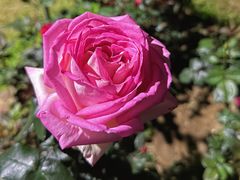 -人民公园(罗湖区)