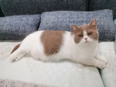 -艾贝尔宠物医院·狂犬免疫点(江山金象城店)