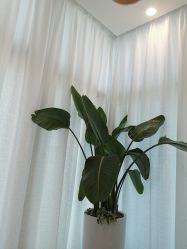 -芙芬芳·半永久纹眉（深圳旗舰店）