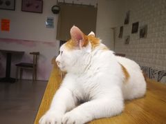 -平行世界·猫咖(首经贸店)