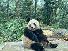 -中国大熊猫保护研究中心雅安碧峰峡基地