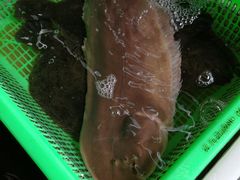 左口鱼-都斛海鲜街