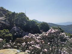 -梧桐山风景名胜区