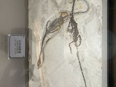 -辽宁古生物博物馆