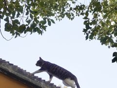 -西园戒幢律寺