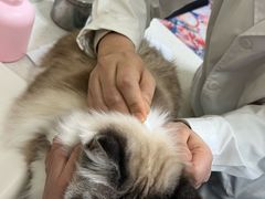 -顺强宠物诊所·狂犬免疫·夜诊·骨科(嘉定店)