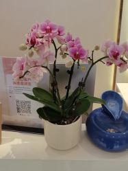 -Dr.林醫生产后修复·配方产康店(南京大厂店)