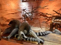 -Zoolung Zoolung动物主题公园(海信广场店)