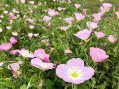 -洋湖国家湿地公园