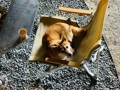 -J Create城市露营咖啡·简餐·宠物(上海动物园店)