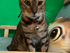 -李小姐の猫咖啡馆(五角场店)