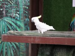 -西双版纳原始森林公园