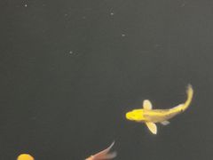 -大门水乡·顺德菜