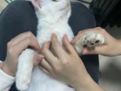 -爱贝特动物医院·猫口炎专科