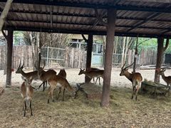 -清迈夜间动物园