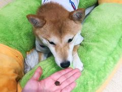 -逗柴咖啡屋·狗咖猫咖宠物桌游