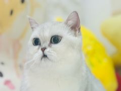 -车接车送·寄养洗护·德文猫舍(大宁店)