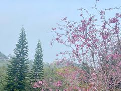 -丹樱生态园