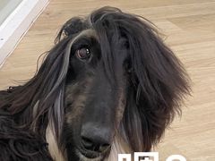 -柏萃动物医院·骨科·牙科