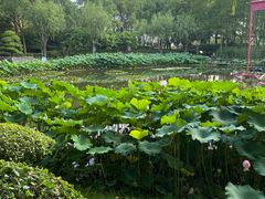 -陈家山荷花公园