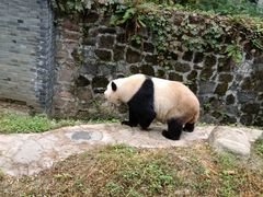 -都江堰中华大熊猫苑