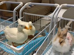 -怪兽屋·羊驼·猫咖·狗咖(俊华广场店)